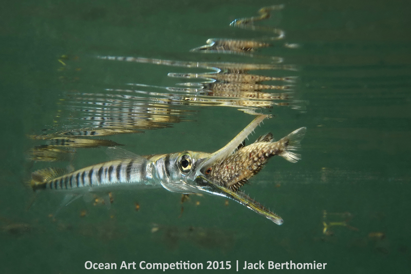 Illustration for article titled These Photos Show the Alien Beauty of Life Underwater
